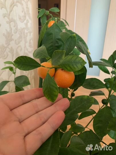 Каламондин