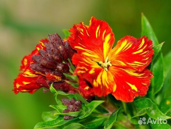 Садовые многолетники