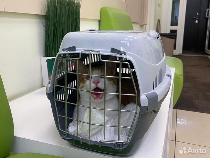 Слепой котенок