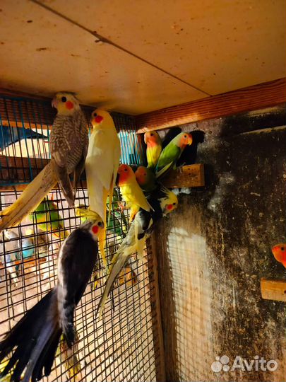 Попугаи разных пород