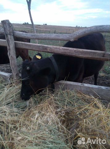 Тёлочки от высокоудойных коров для домашней фермы
