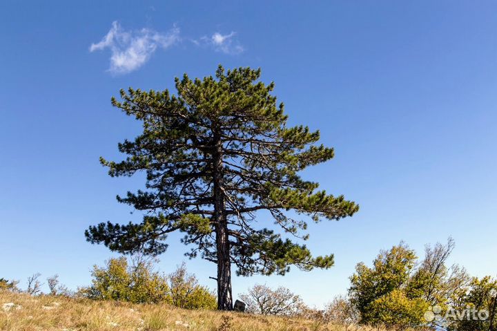 Сосна крымская, горная семена