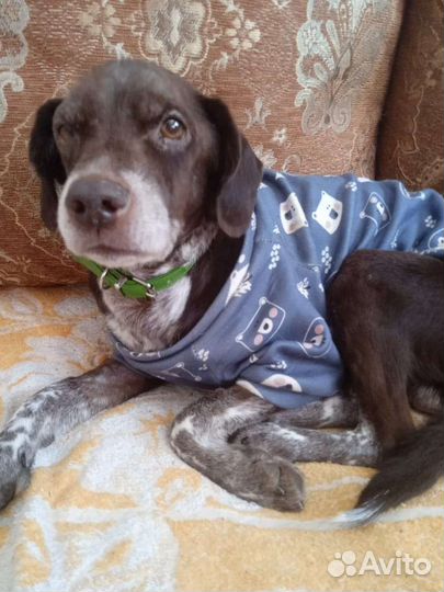 Спаниель в добрые руки