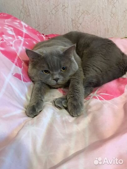 Вязка с британским опытным котом