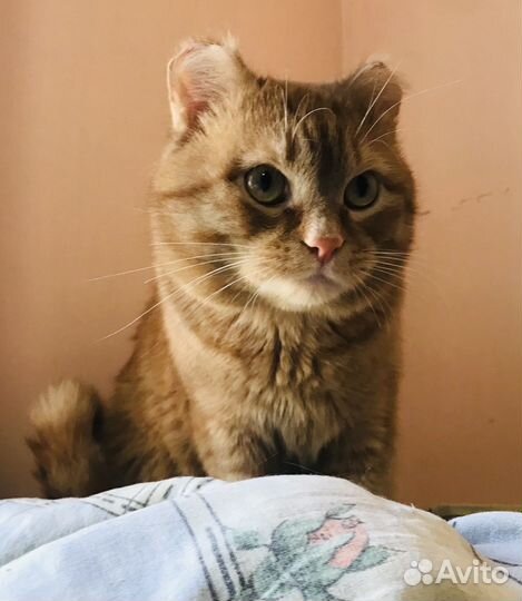 Чудо котик в добрые руки