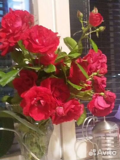 Саженцы плетистых роз