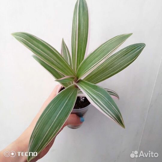 Традесканция рэо триколор