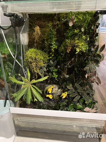 Цитронеллы