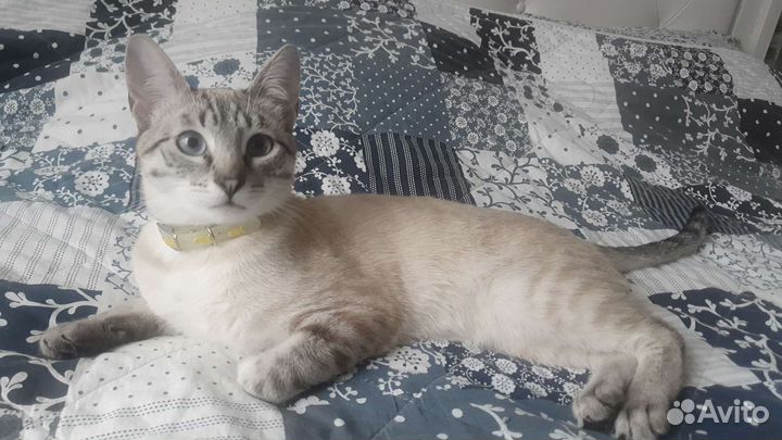 Кот
