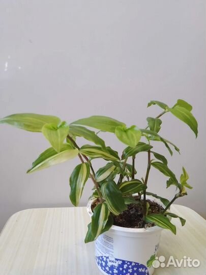 Традесканция жёлтый холм