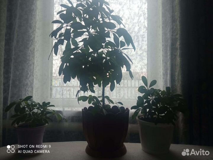 Комнатные цветы шефлера