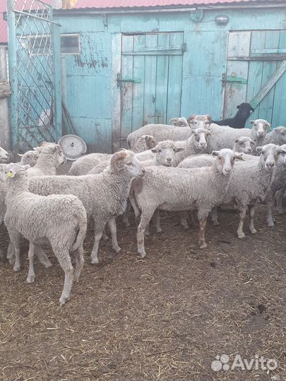 Овцы и бараны