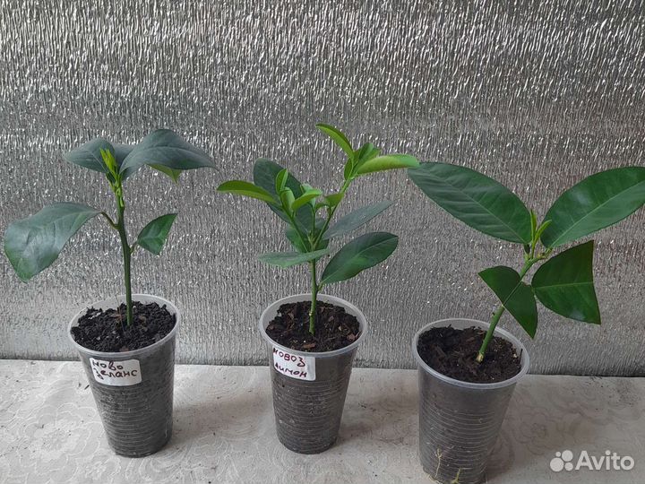 Лимон Новозеланский