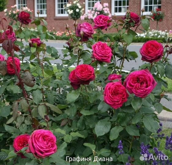 Розы чайно-гибридные