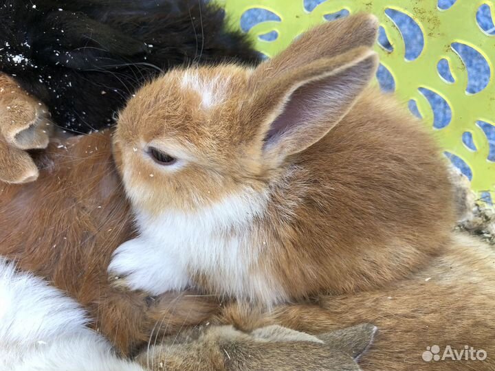 Декоративные мини кролики домашние питомцы