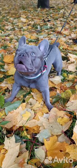Франзуский бульдог лиловый вязка
