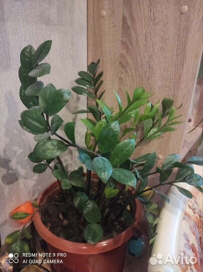 Замиокулькас