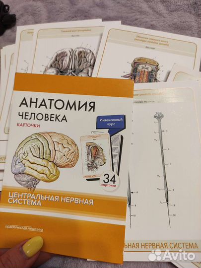 Карточки по анатомии цнс