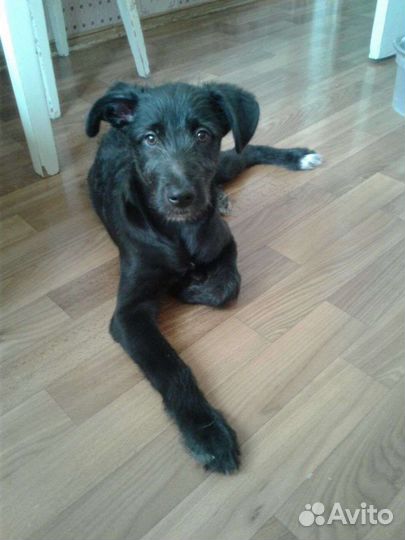 Собака в добрые руки отдам бесплатно