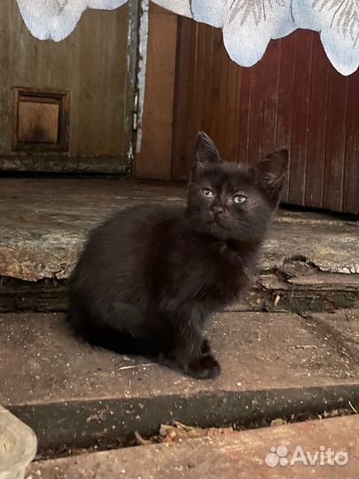 Котенок черный