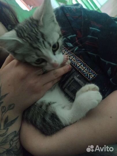 Котенок в добрые руки