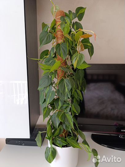 Филодендрон 70 см