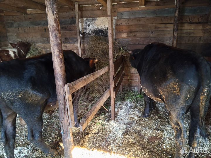 Продам быков