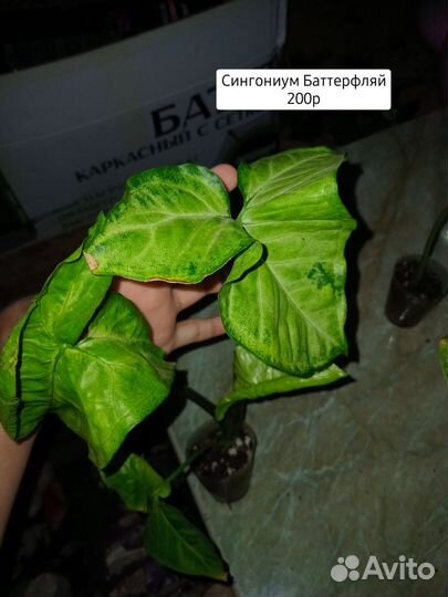 Комнатные растения цветы