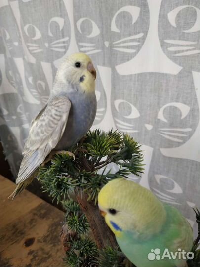 Все цвета радуги волнистый попугай