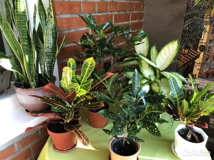 Кротоны и другие цветы