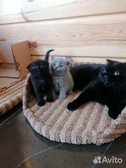 Шотландские котята