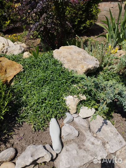 Вересковая астра