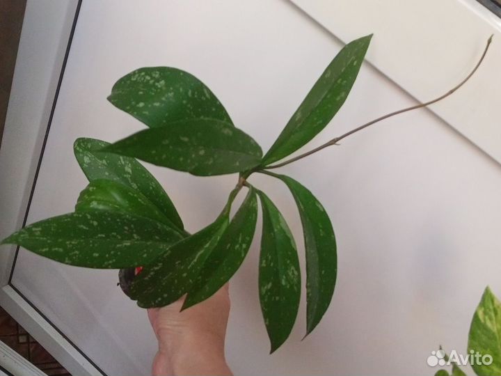 Хойя Публикалис Ред цвет красный