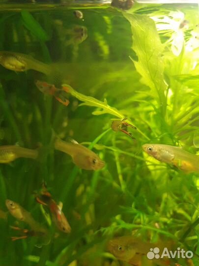 Гуппи молодь