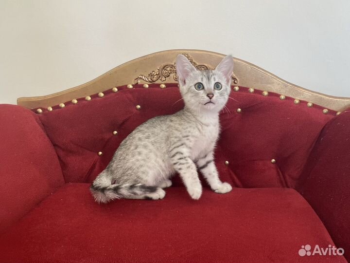 Египетская мау Снежок и Снежана