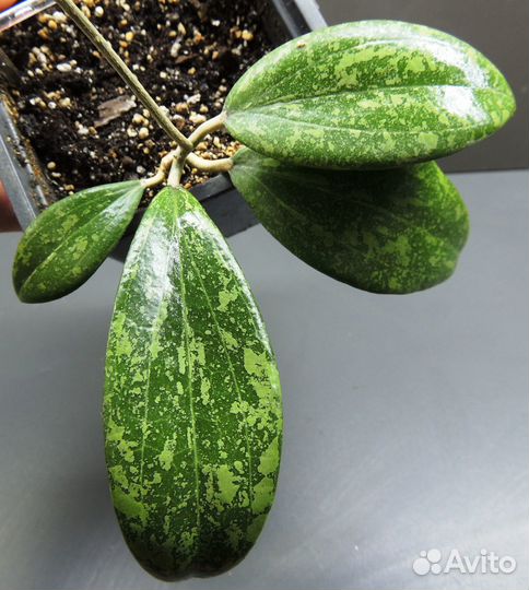 Хойи сортовые 2