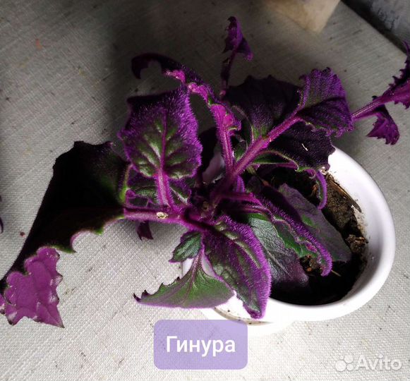 Комнатные растения