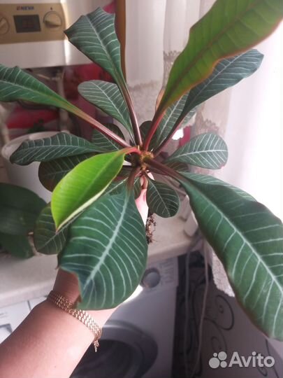 Комнатные цветы