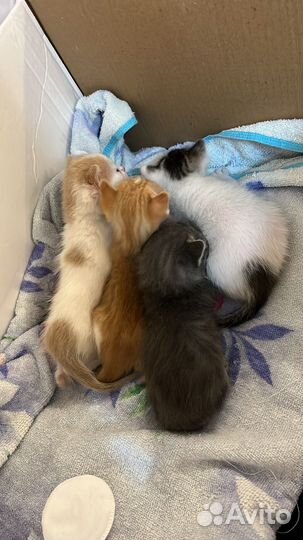 Котята от крысоловки