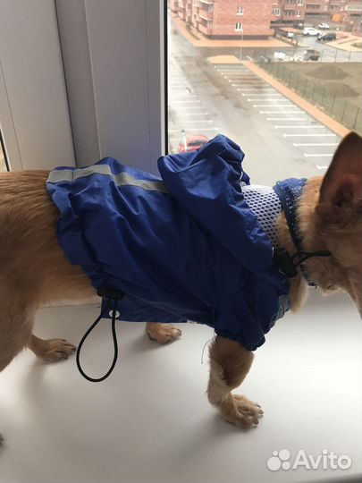 Одежда для животных