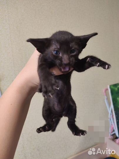 Ориентальный кот