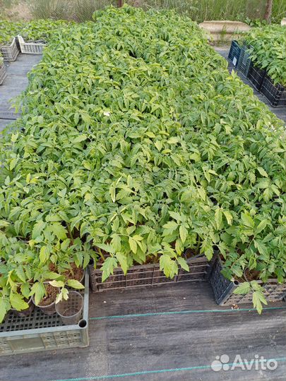 Рассада томатов,перца,баклажан