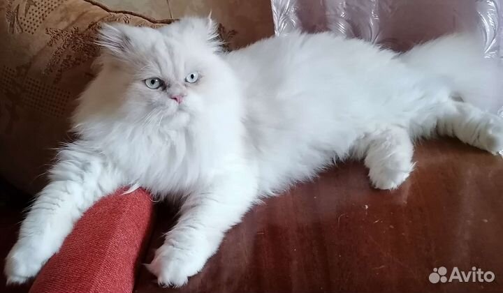 Персидский кот, вязка