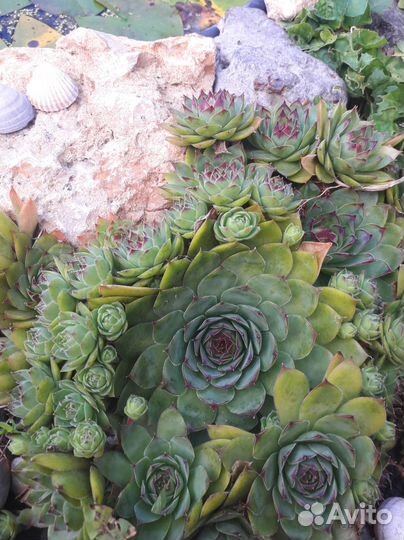 Молодило (каменная роза)