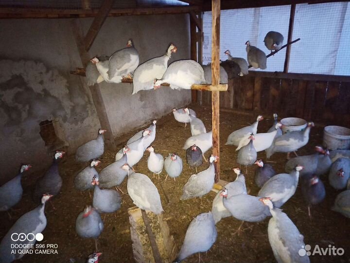 Яйцо цесарки