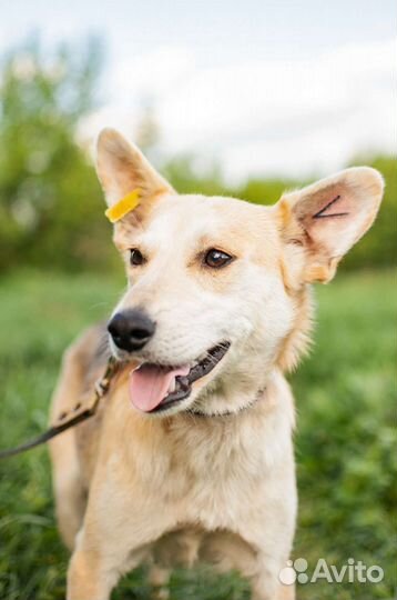 Собака из приюта в добрые руки