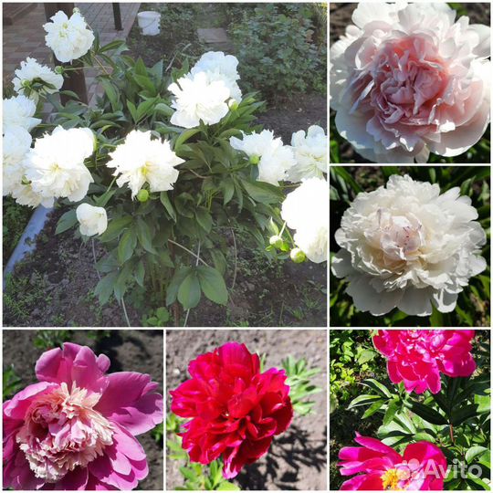 Цветы для сада