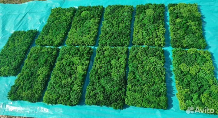 Эко дизайн с мховыми панелями для вашего интерьера