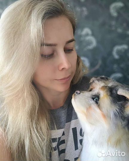 Реалистичный щенок аусси