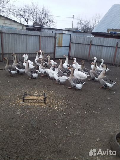 Яйцо гусиное